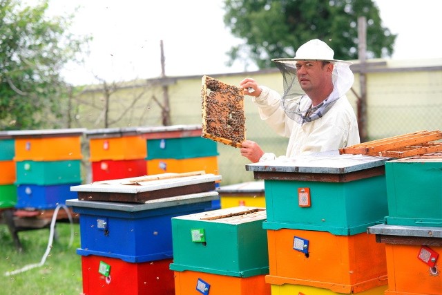 Sławomir Wnuk z Lniana twierdzi, że pogoda na razie nie sprzyja pszczelarzom