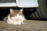 Potrącony kot leżał na drodze, nikt nie chciał pomóc