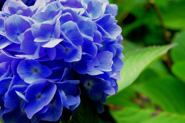 Jeśli zdecydujemy się na niebieskie kwiaty, będziemy mieli z czego wybierać - od dostojnych hortensji, po skromne niezapominajki.