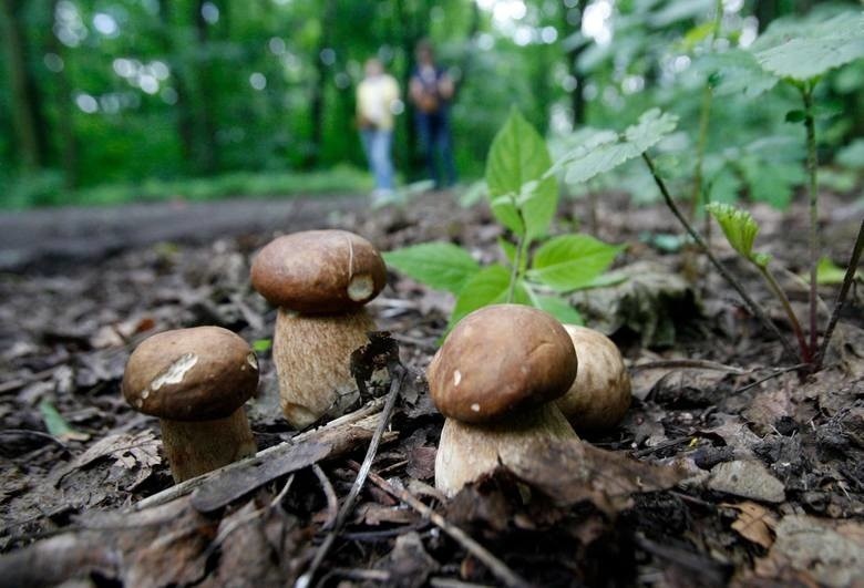 Pani Ada zbierała grzyby w lasach w okolicach Koluszek. Tam...