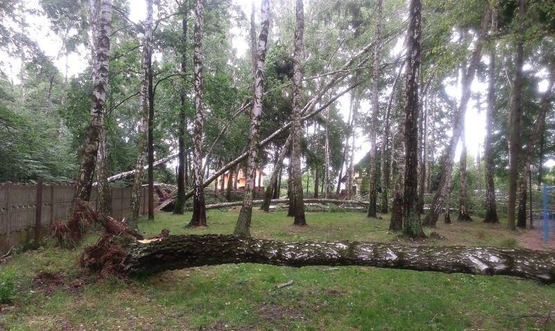 Burza w Zabrzegu: Powalone drzewa [ZDJĘCIA]