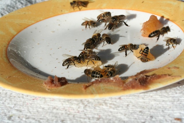 Dokarmianie pszczół ciastem pod koniec zimy jest konieczne, gdy w ulu brakuje pokarmu.
