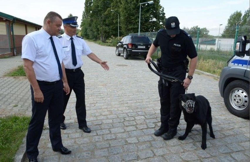 Hejor - owczarek patrolowo-tropiący wrocławskiej policji