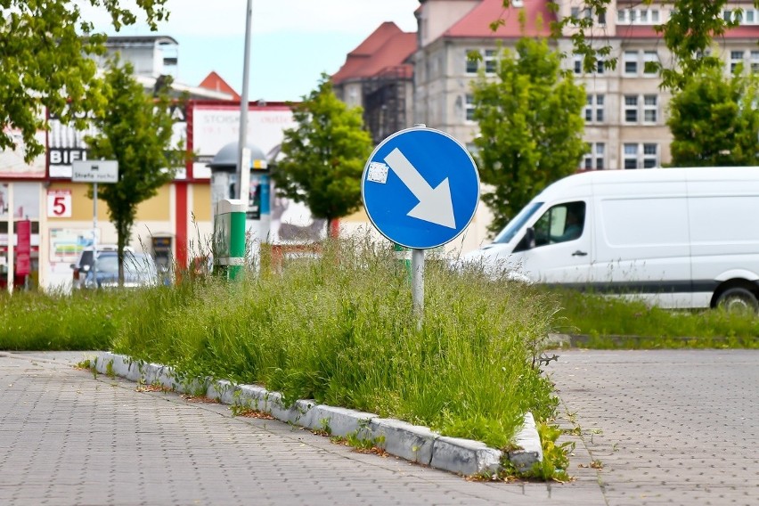 Wrocław zarasta chwastami. Zarośla po pas w całym mieście