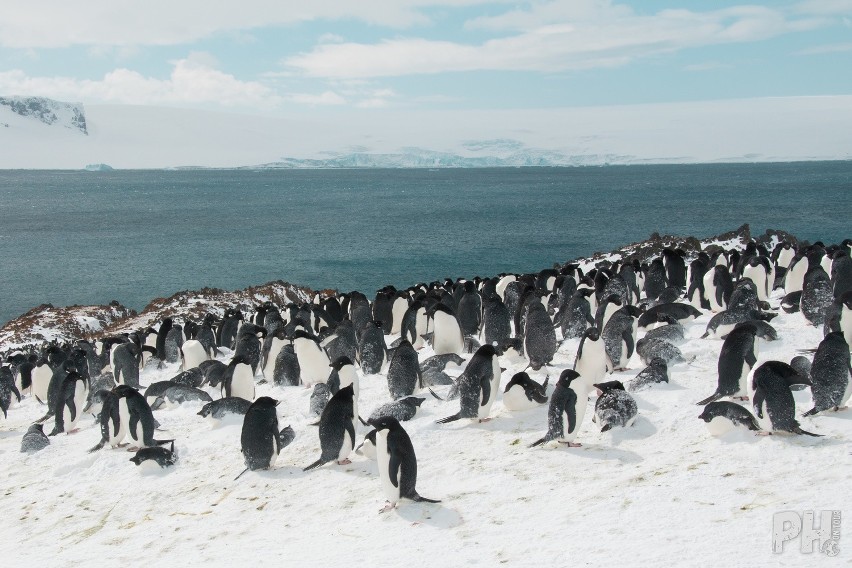 Jednym z zadań Piotra na Antarktyce było liczenie pingwinów....