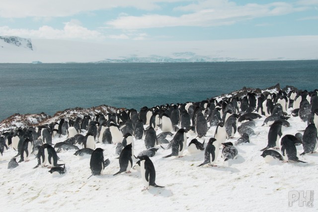 Jednym z zadań Piotra na Antarktyce było liczenie pingwinów. Najłatwiej zrobić to, licząc gniazda. Powód? - Gniazda się nie ruszają - wyjaśnia Horzela.