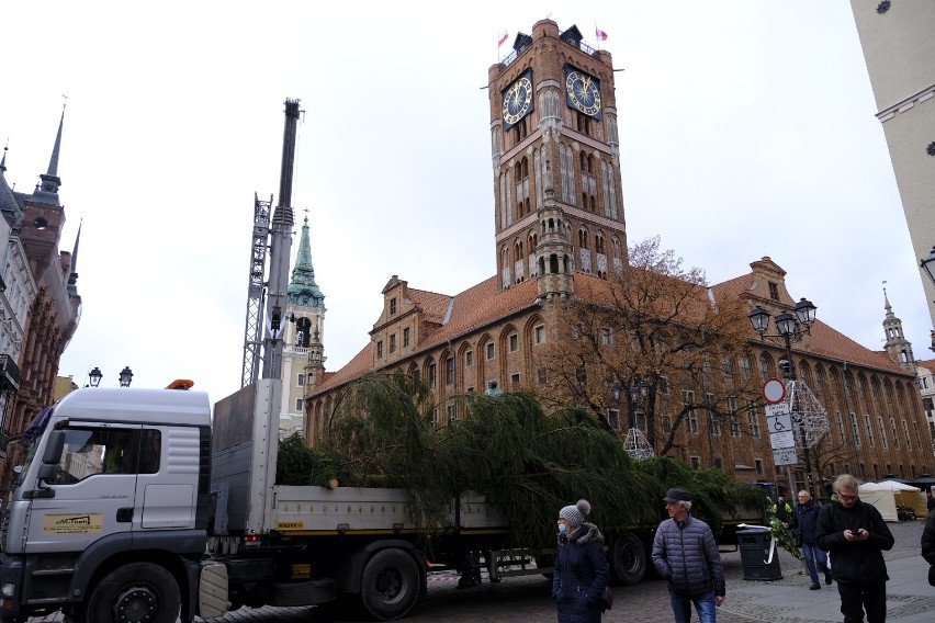 Tegoroczna choinka "Nowości" pochodzi z leśnictwa Tokary,...