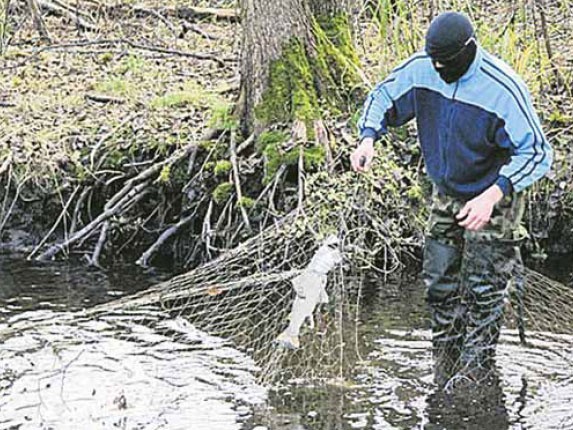 Sieci kłusownicze przegradzają rybom drogę do tarlisk. Nielegalnie poławiane w ten sposób ryby to ogromnestraty dla Parsęty, która należy do obszaru Natura 2000.