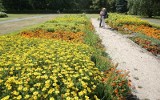 Ogród Botaniczny w Łodzi: Kącik roślin zapomnianych