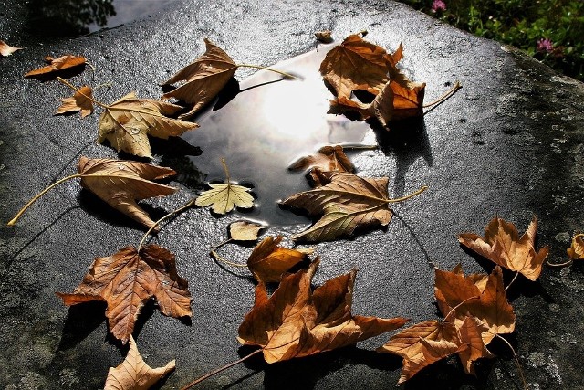 Prognoza pogody na 1 listopadaNa zachodzie kraju 1 listopada i następnego dnia ma być maksymalnie 13 stopni Celsjusza. W nocy temperatura spadnie do 3 stopni. Spodziewane są też przelotne opady deszczu. Ma być pochmurnie. Wiatr z zachodu ma osiągać  32 km/h. W porywach do 67 km/h.