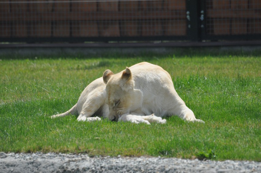 Białe lwy zagryzły dwa lwiątka na oczach dzieci w ZOO Safari...