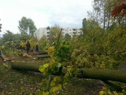 Wycinka drzew przy Świtezianki w Łodzi. Sprawa trafiła do Samorządowego Kolegium Odwoławczego