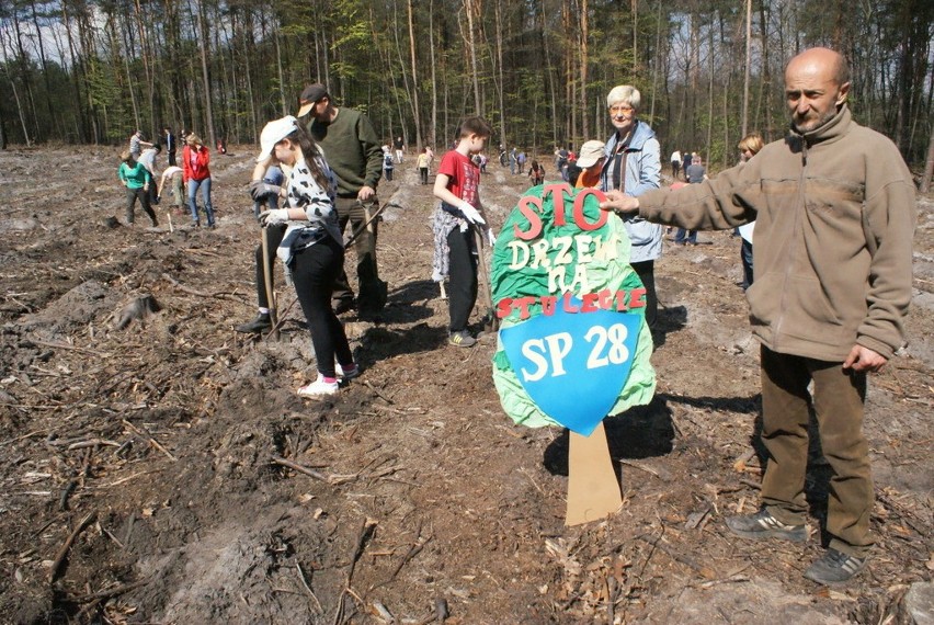 Sadzenie Lasu Europejskiego w Dąbrowie Górniczej w 2015 i...