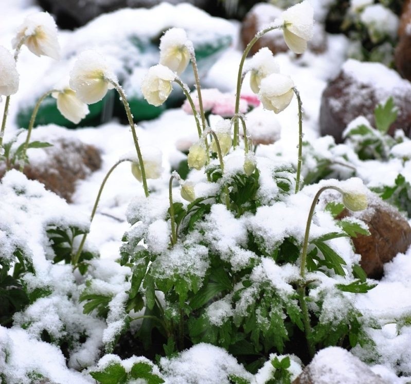 Kwiaty pod śniegiem w Polskiej Nowej Wsi