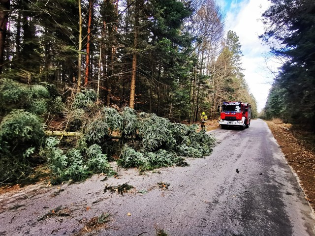 Strażacy z powiatu przysuskiego takich interwencji przy powalonych na drogi drzewach mieli w sobotę wiele.