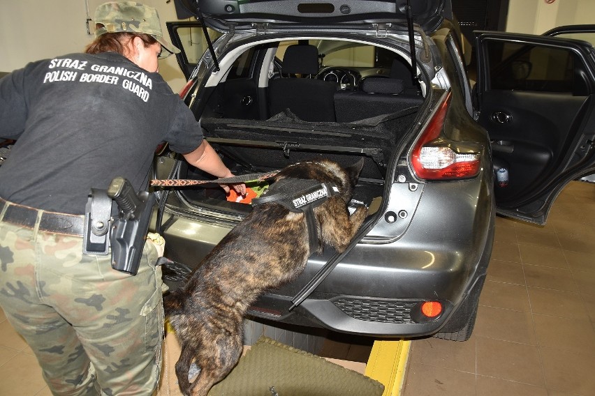 Pies "Ceron" wywęszył na przejściu granicznym w Terespolu narkotyki o szacunkowej wartości 3,83 mln zł
