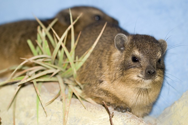 Góralki w krakowskim zoo. Niewiele większe od świnki morskiej, a są kuzynami słonia 