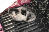 Oryginalny pomysł na akcję pro adopcyjną. Trzy koty porzucone przed trzema sklepami spożywczymi w Łodzi