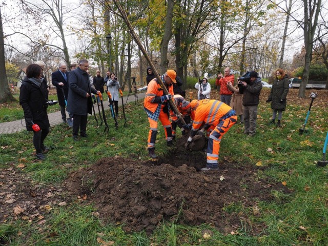 Dokładnie o godz. 13.30 w poniedziałek rozpoczęły się nasadzenia, dzięki którym w parku pojawi się łącznie 48 nowych drzew