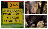 Masz świnie? Masz obowiązki - zaostrzone zasady bioasekuracji  od 28 lutego