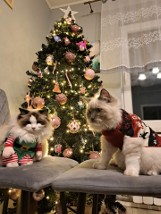 Święta bożonarodzeniowe 2023: Piękne choinki internautów - zobaczcie nadesłane zdjęcia, są przepiękne...