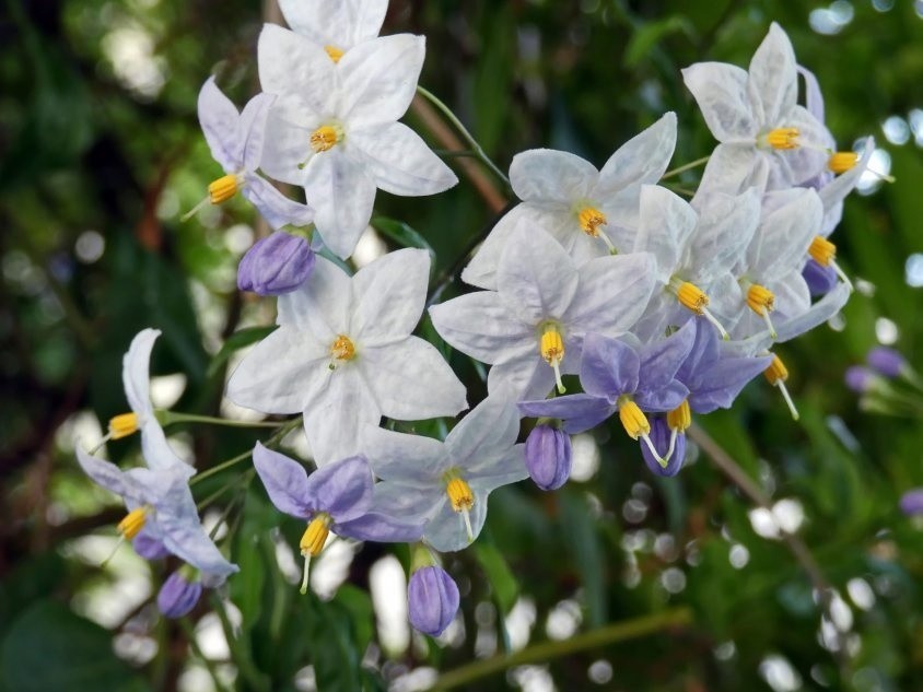 Psianka jaśminowa ma najczęściej białe kwiaty, ale bywają...