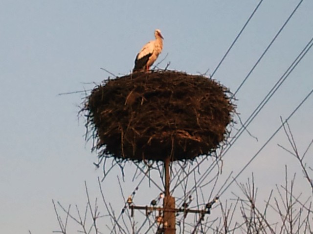 Bocian zawitał do Kamionki.