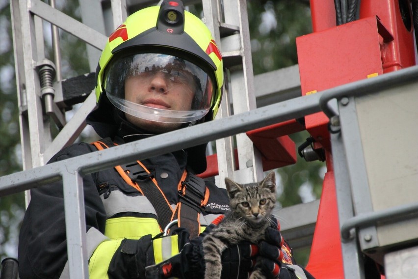 Strażacy z Krotoszyna zostali wezwani do ściągnięcia kota z...