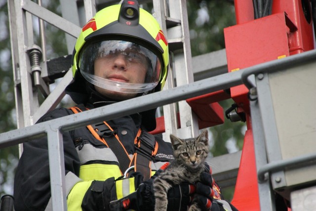 Strażacy z Krotoszyna zostali wezwani do ściągnięcia kota z jednego z drzew.Kolejne zdjęcie --->