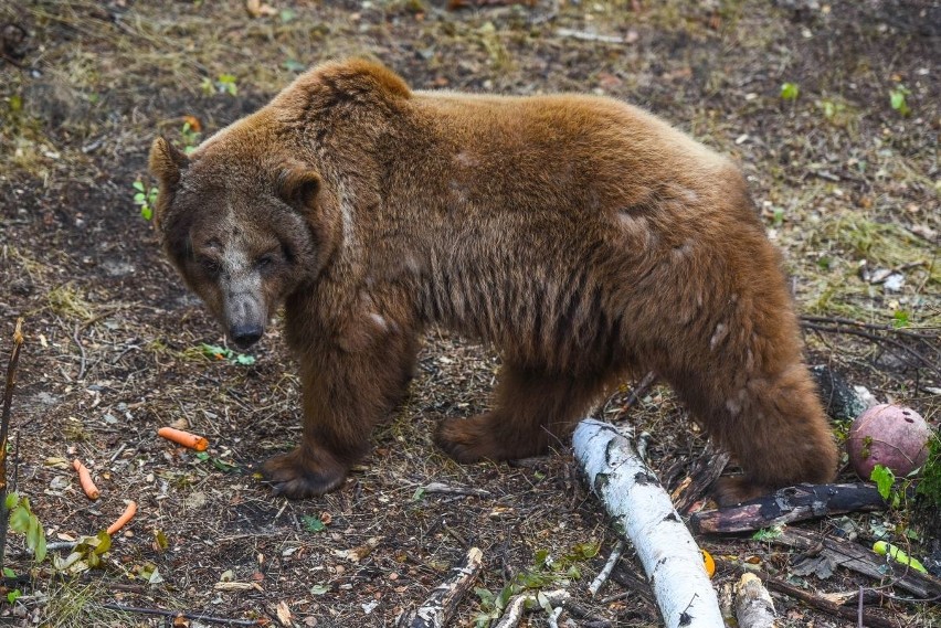 Niedźwiedź Baloo w poznańskim Zoo