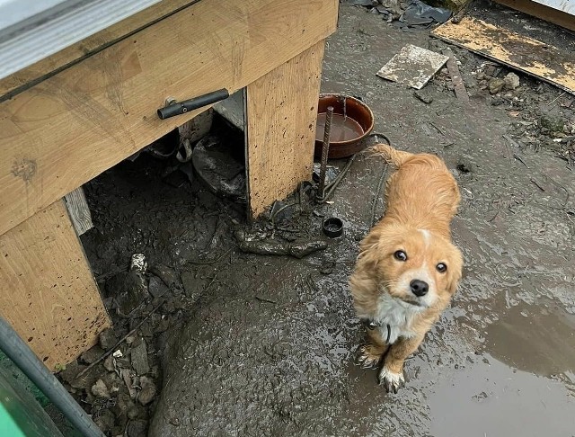 Jeden z psów był przywiązany do szafki. Oba żyły w błocie, bez dostępu do wody i jedzenia, bez opieki weterynaryjnej.