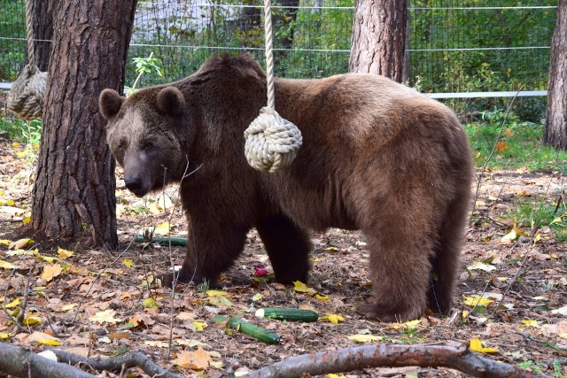 Znęcali się nad niedźwiedziem Baloo. Cyrkowi treserzy skazani w Jastrzębiu-Zdroju