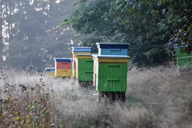 Pszczelarstwo w Polsce ma się dobrze, z roku na rok pasiek przybywa. Czy wiadomo, kto w ogóle zaczął zbierać miód i odkrył, że to prawdziwe jadalne złoto, które daje nam natura?