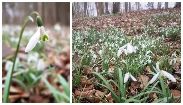 Szczecin wiosną zdobią krokusy, Dziwn&oacute;wek nad morzem &ndash; przebiśniegi. Na wiosenne dywany białych kwiat&oacute;w można natknąć się spacerując po lesie między Dziwn&oacute;wkiem a Łukęcinem. Śnieżyczki porastają liściaste części lasu i należą do gatunk&oacute;w chronionych. Nic dziwnego, że tak przyciągają uwagę. Zobaczcie zdjęcia! ZOBACZ TEŻ: 10 symptom&oacute;w wiosny w lesie&lt;iframe src=&quot;https://get.x-link.pl/a4f91e8b-fa4d-ff28-39b7-ac2ea69b0b2f,a1b10b71-5654-bd91-a017-8ef9b39ea16b,embed.html?amp=1&quot; width=&quot;854&quot; height=&quot;480&quot; sandbox=&quot;allow-scripts allow-same-origin allow-popups&quot; frameborder=&quot;0&quot;&gt;&lt;/iframe&gt;