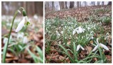 Dywan przebiśniegów w lesie w Dziwnówku nad morzem. Zobacz ZDJĘCIA