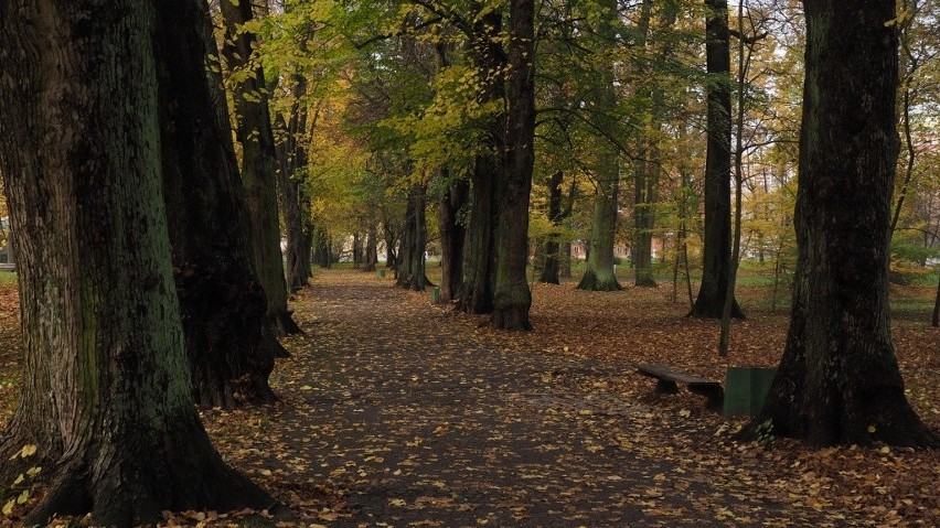 Rewitalizacja parku w Koszalinie. Będą nowe alejki, ławki, oświetlenie