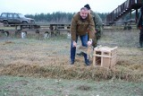 Zające wybiegły na wolność. W województwie lubelskim z roku na rok rośnie populacja zajęcy (ZDJĘCIA)