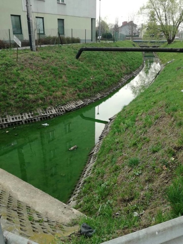 Dziś rano rzeczka płynąca wzdłuż ul. Zagłoby miała dziwny zielony kolor jak na zdjęciu. Czy znana jest przyczyna takiego koloru? - pytał wczoraj nasz Czytelnik.