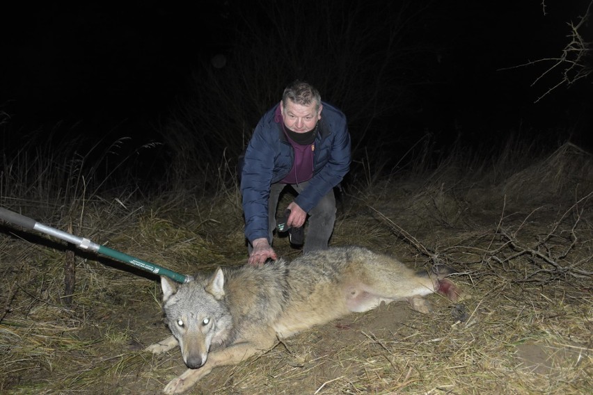 Akcja ratowania wilka w pobliżu miejscowości Cierzpięty