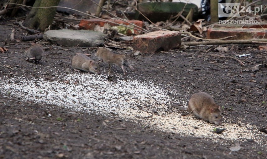 "Szczurmagedon" w Szczecinie. Gryzonie grasują przy szkole na Niebuszewie