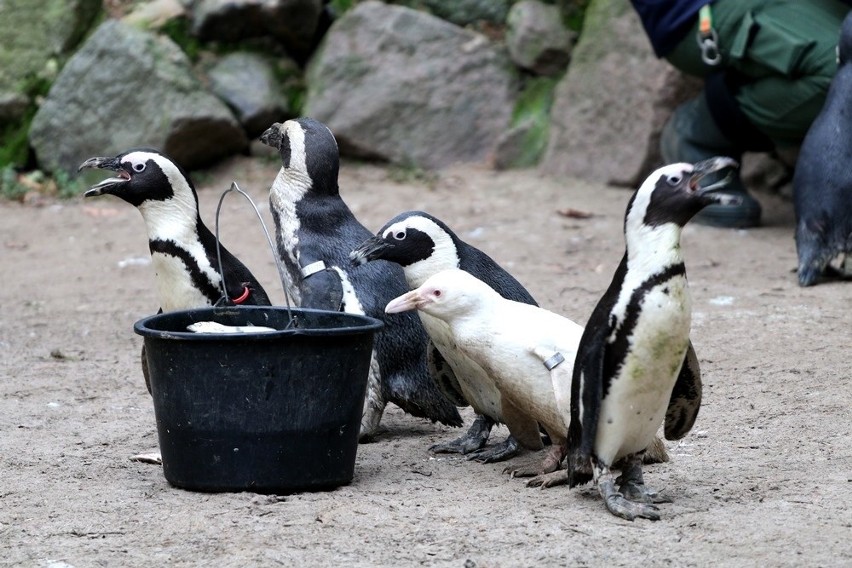Gdańskie zoo uczciło pierwsze urodziny niezwykłej pingwinicy. Kokosanka odebrała prezent z rąk opiekuna
