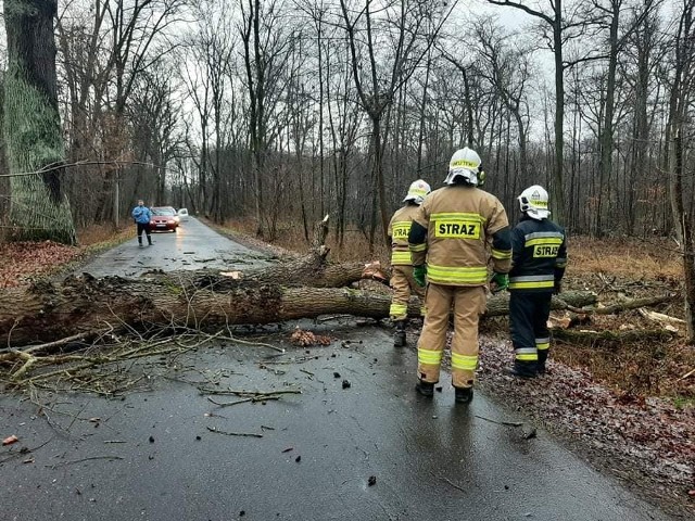 Strażacy ochotnicy z Trzebiechowa zostali wezwani do usunięcia drzewa powalonego na drogę.