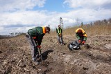 Nadleśnictwo Ostrowiec sadzi las w gminie Ożarów. Ponad 14 tysięcy sadzonek dębu (ZDJĘCIA)