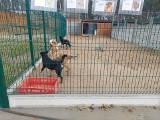 Fundacja "Animalsi" Schronisko dla Zwierząt w Kościerzynie zbiera pieniądze na budowę placu zabaw dla psiaków