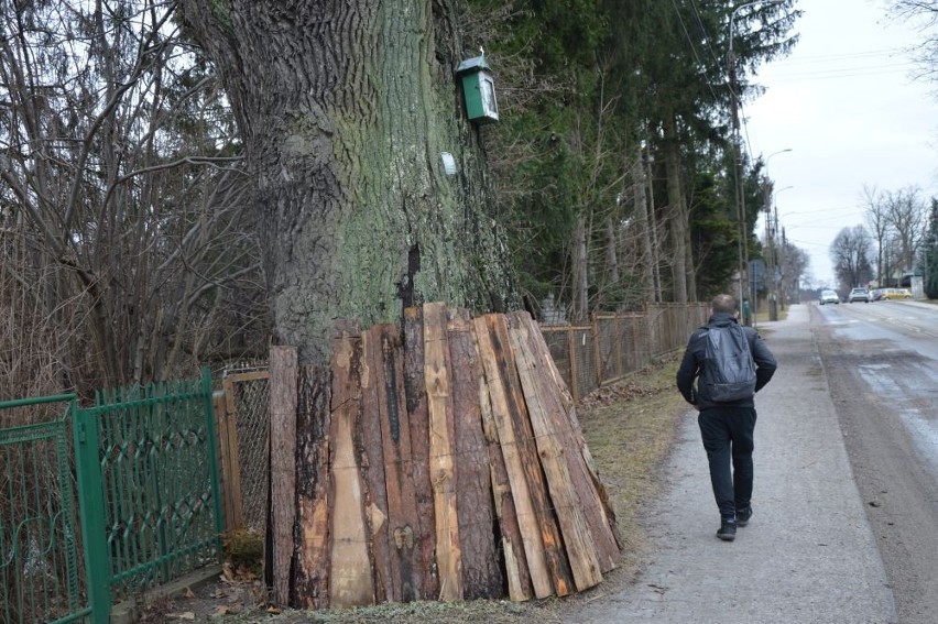 Protesty mieszkańców Suchedniowa pomogły. Uratowali część drzew przed wycinką (ZDJĘCIA)
