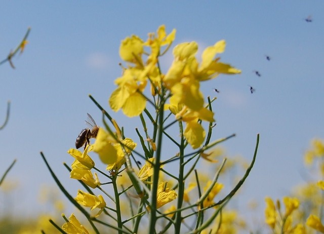 O owadach mówi się, że zdychają. Jednak żaden szanujący się pszczelarz nie powie tak o swoich pszczołach. W polskiej tradycji utarło się mówić, że pszczoły umierają. Podejrzenie, że mogło dojść do umyślnego wytrucia owadów, bulwersuje mieszkańców Czaplinka.