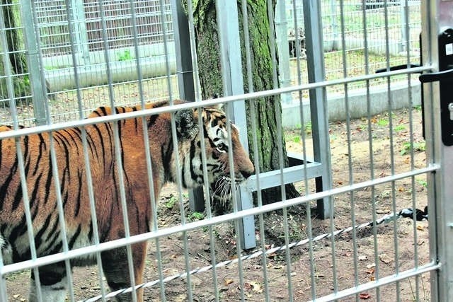Nie żyje tygrys amurski, który trafił do zoo w Myślęcinku w...