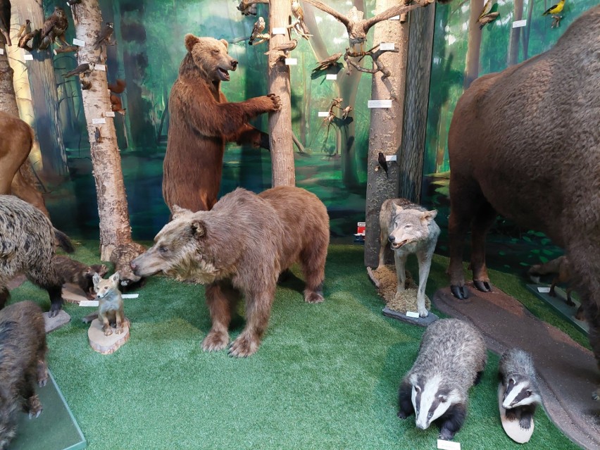 Kolekcja ssaków w Uniwersyteckim Centrum Przyrodniczym.