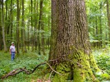 Olbrzymi dąb w puszczy koło Stalowej Woli 