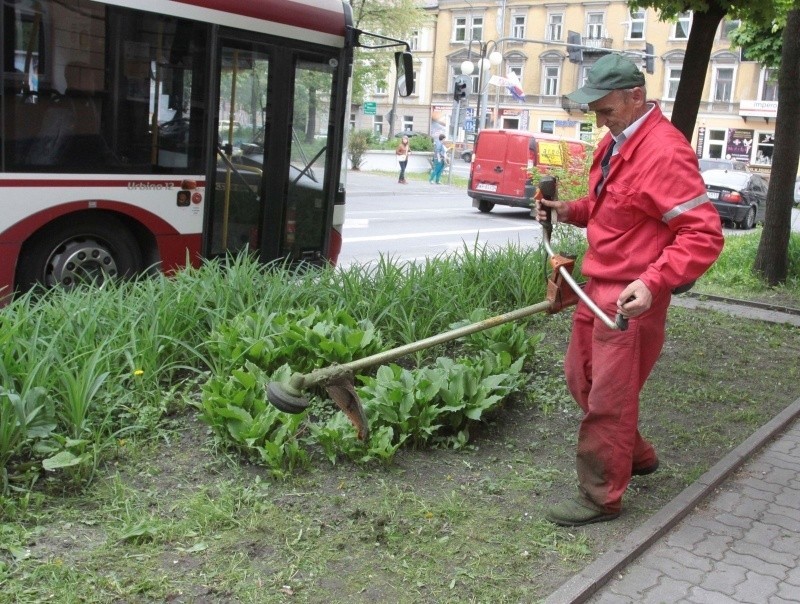 Służby miejskie zajęły się już koszeniem trawników. Jedną z...